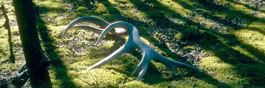 A scenic image of an elk antler lying on the moss covered forest floor. 