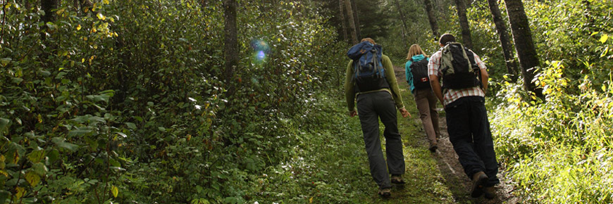 Three young adults walk up a hill on a forest trail.