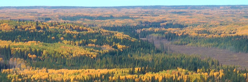 Bright orange and yellow poplar trees are mixed with dark spruce in an aerial landscape scene. 