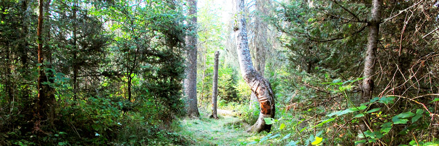 A crooked birch tree stands next to a trail through a spruce forest.