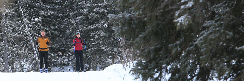 A mature couple skis on a groomed trail through a spruce forest.