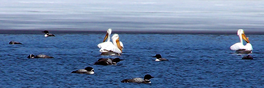 Pelicans and loons swim in the open water nest to a sheet of lake ice.