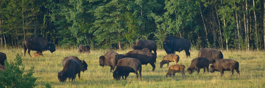 A small herd of bison graze in a meadow surrounded by trees. 