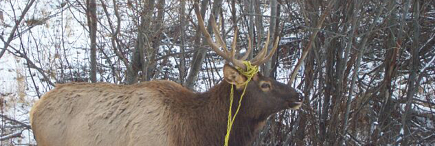 A bull elk with rope tangled around its antlers. 