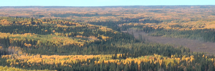 An aerial view of a mixed-wood forest in autumn. 