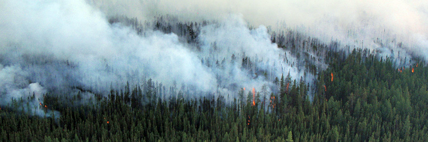 An aerial view of smoke covering a spruce forest as flames burn in the trees. 