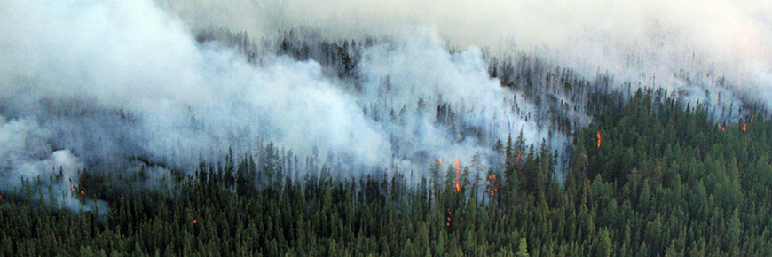 An aerial view of smoke covering a spruce forest as flames burn in the trees.