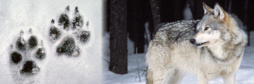 A split image of wolf tracks in the snow and a grey and tan coloured timber wolf. 