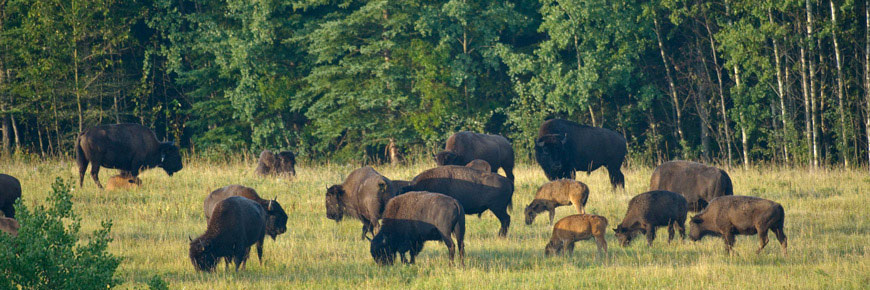 A herd of bison graze in a grassy meadow surrounded by mixed wood forest. 