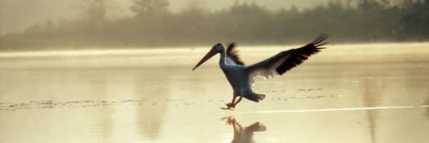 With outspread wings, an American White Pelican glides in for a landing on a calm lake. 