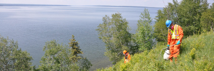Des employés de Parcs Canada en tenue de protection épandent de l’herbicide sur des caraganas arborescents. 