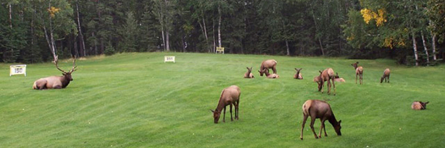 Un wapiti mâle surveille une petite harde de femelles sur le terrain d’exercice du parcours de golf de Waskesiu.