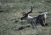 Porcupine Caribou