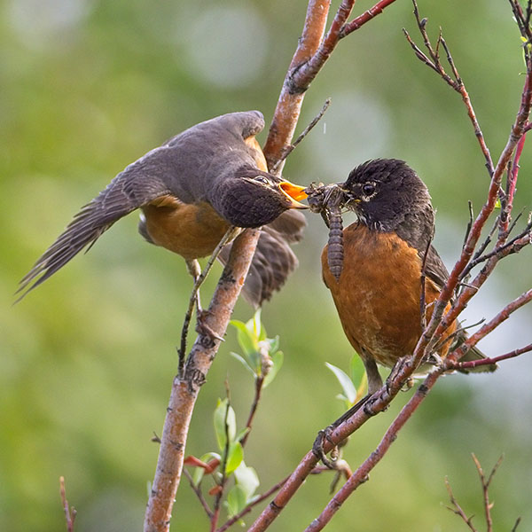 American Robin