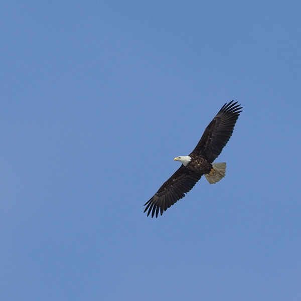 Bald Eagle