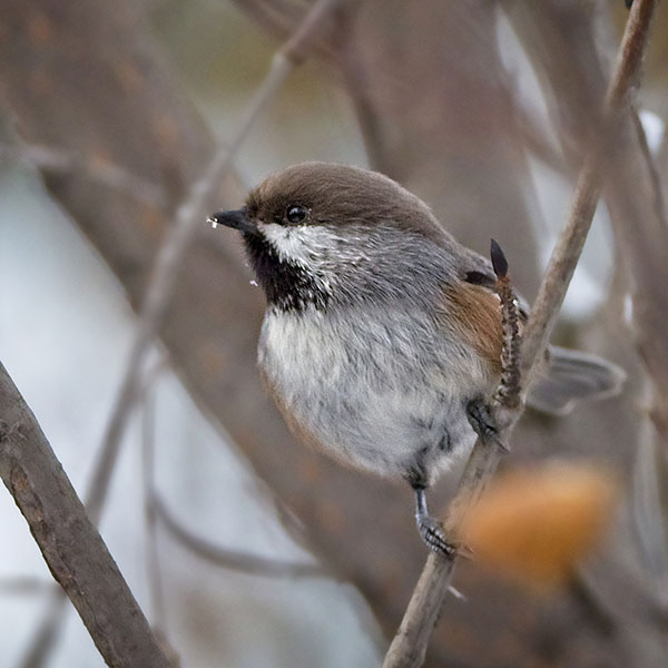 Boreal Chickadee