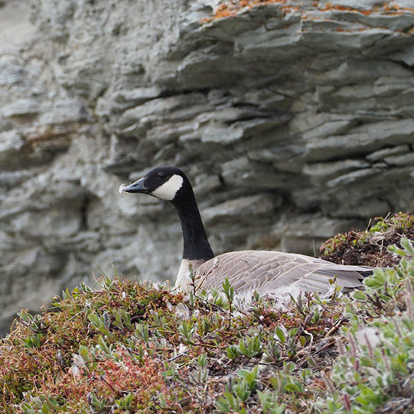 Canada Goose 