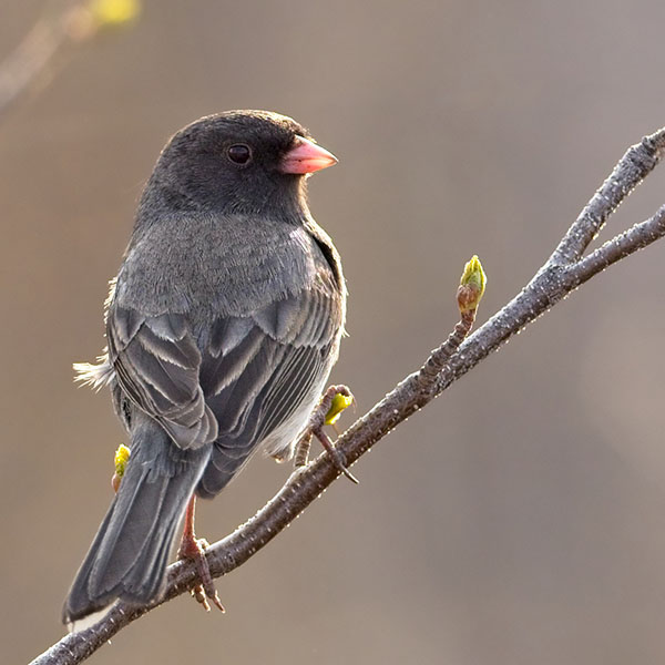 Dark-eyed Junco