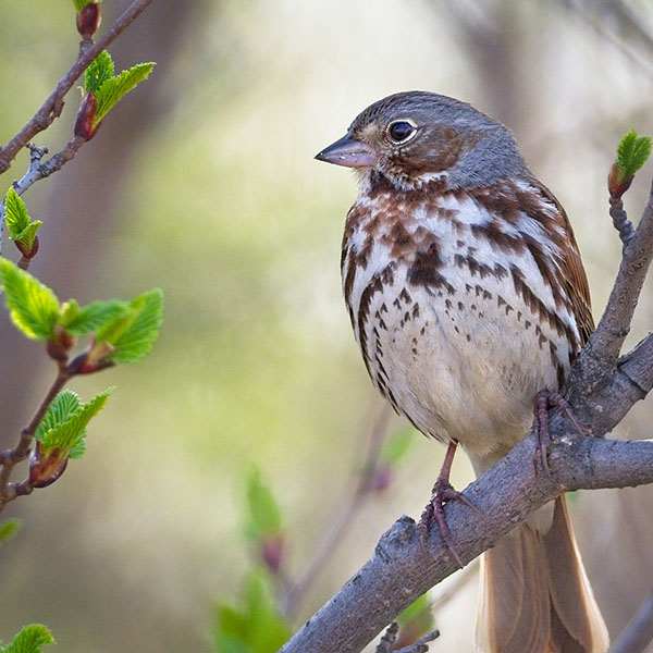 Fox Sparrow