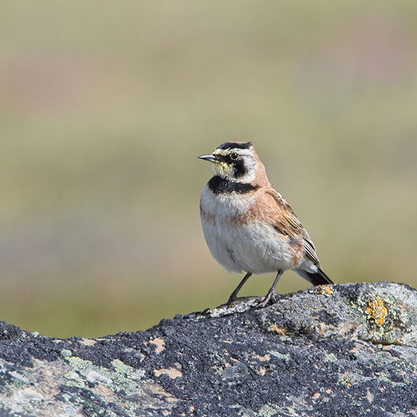 Horned Lark