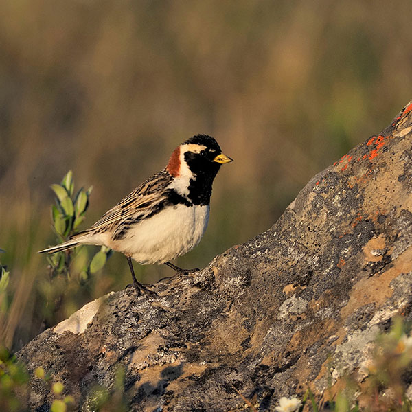 Lapland Longspur