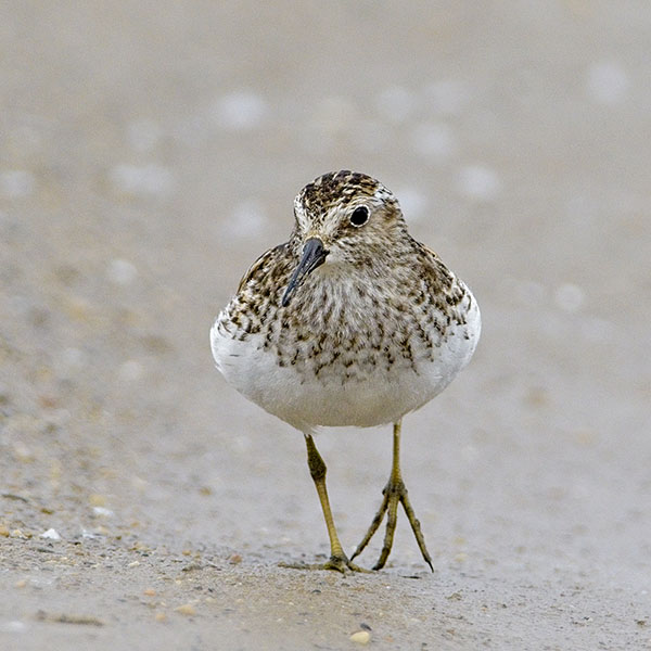 Least Sandpiper