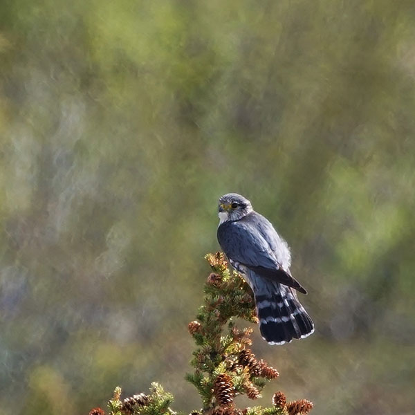 Merlin