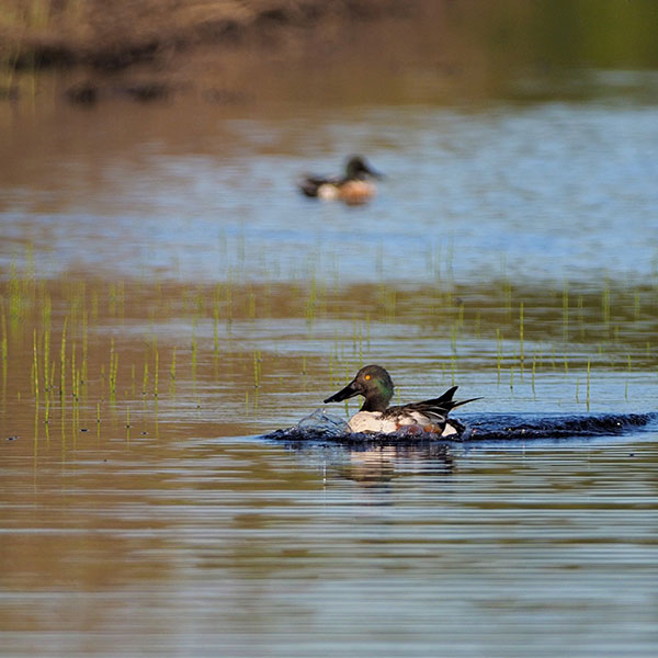 Northern Shoveler 