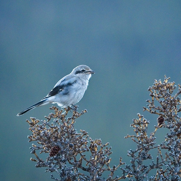 Northern Shrike 