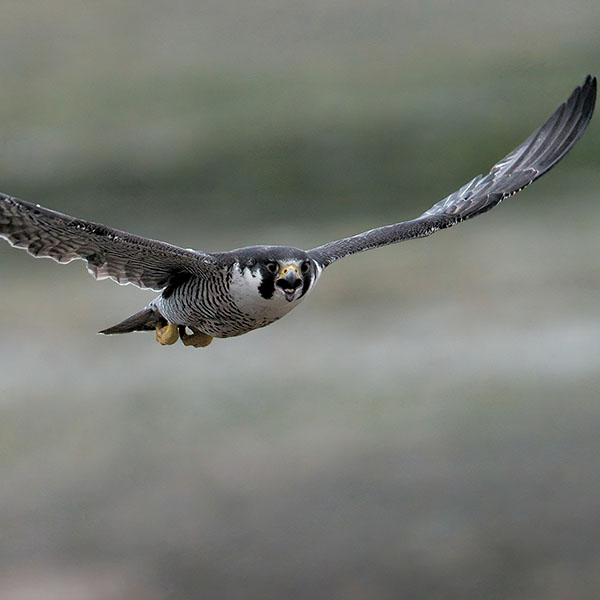 Peregrine Falcon