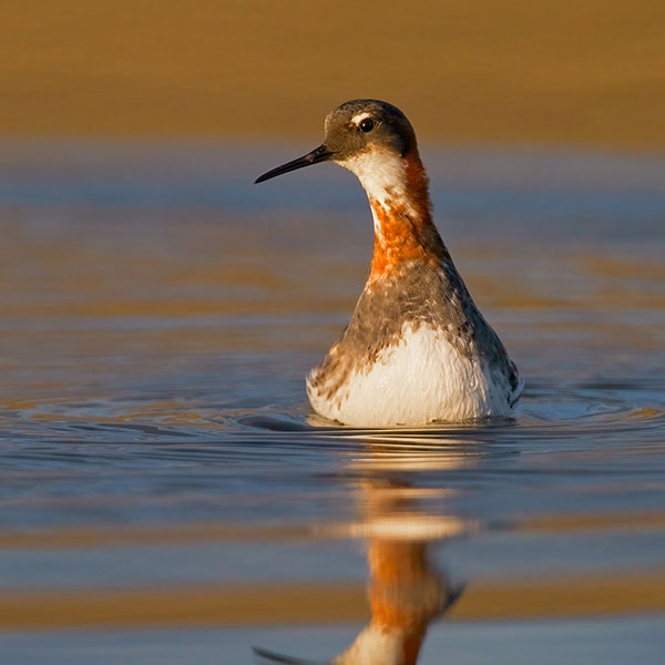 Red-necked Phalarope