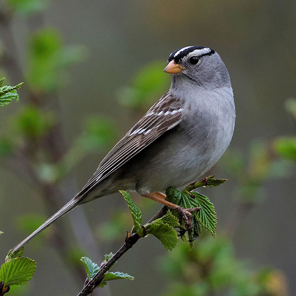 White-crowned Sparrow