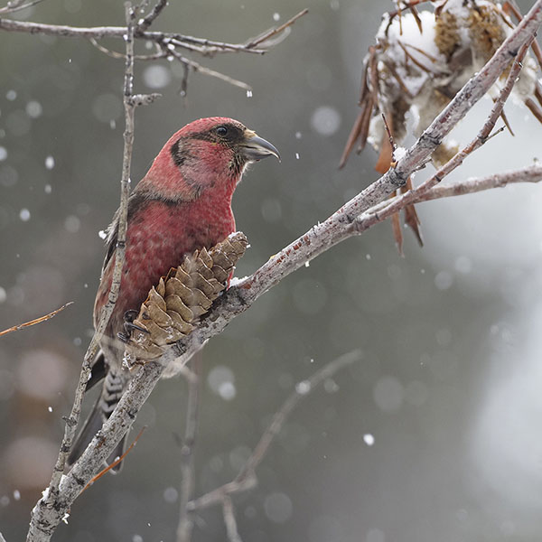 White-winged Crossbill 