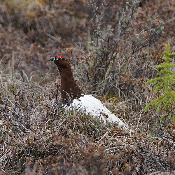 Willow Ptarmigan