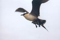 Long-tailed Jaeger