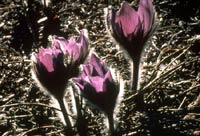 Wild crocus (Anemone patens L.)