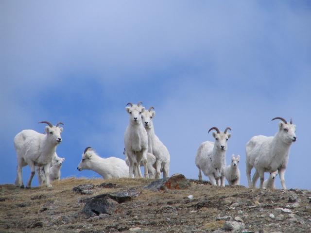 Dall sheep