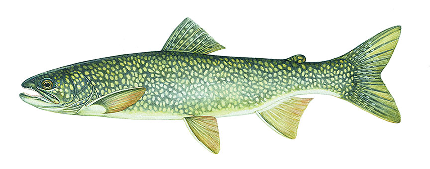 lake trout