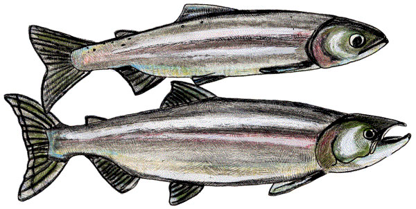 kokanee adults