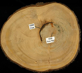 Cross section of a white spruce tree with a healed fire scar