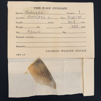 Échantillon d’écaille de poisson qui a été prélevé en 1975 et a été retrouvé lors d’un déménagement de bureau