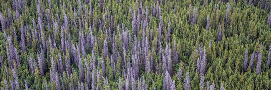 Aerial view of spruce forest affected by bark beetles in Kluane National Park and Reserve