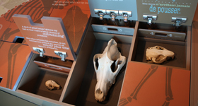 Discovery drawers