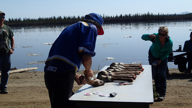 A man skins caribou legs in a traditional skills competition