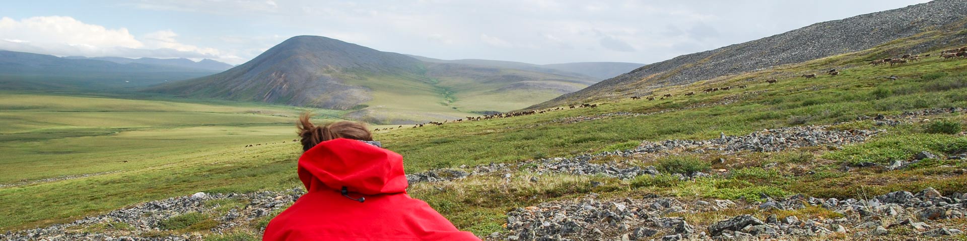 A person watches caribou from the Porcupine caribou herd in Vuntut National Park