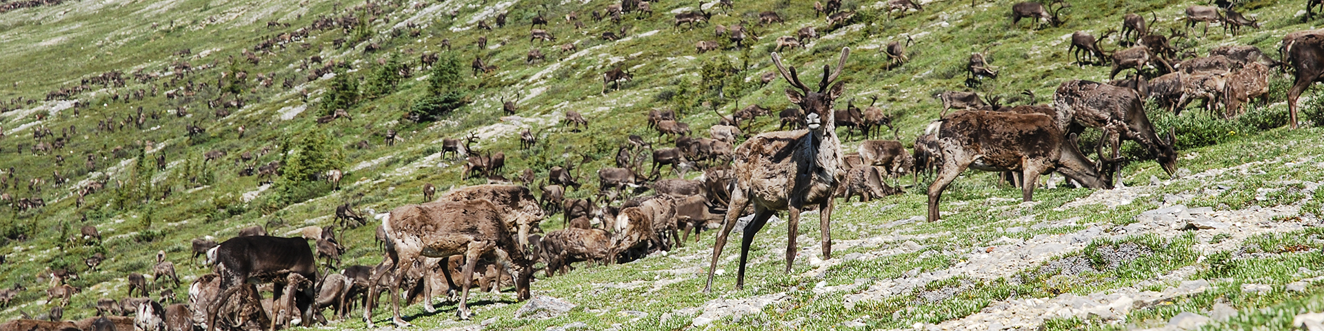 Caribou heard grazing on a slope at Vuntut National Park