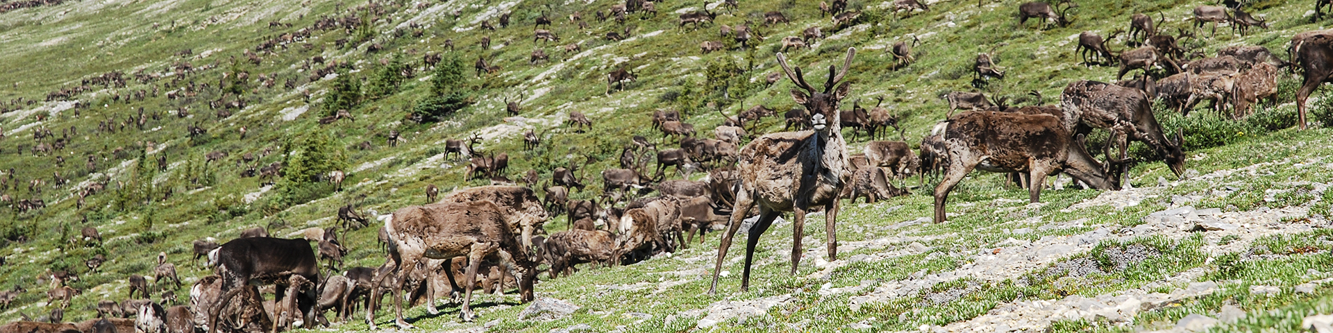 Harde de caribou qui broute sur une pente au Parc national Vuntut