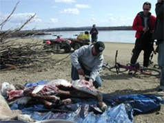 Skinning a caribou