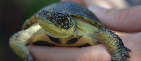 Blanding's Turtle
