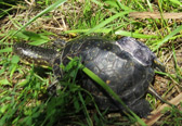Blanding's Turtle